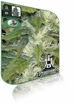 Jamaican marijuana seeds